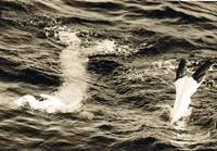 Ein Bild, das Wasser, drauen, Welle, Delphin enthlt.

Automatisch generierte Beschreibung