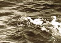 Ein Bild, das Wasser, drauen, Delphin, Sugetier enthlt.

Automatisch generierte Beschreibung